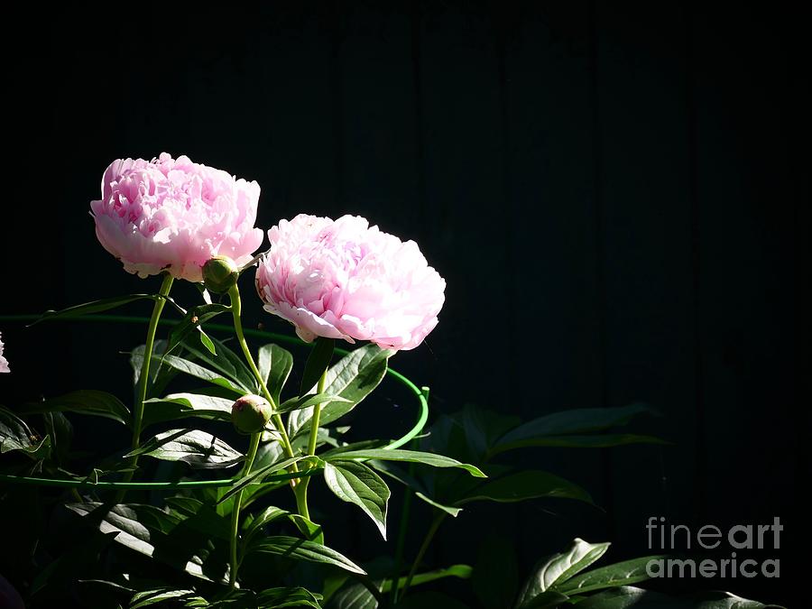Peonies Backyard Blossom . C003 Photograph by Jor Cop Images