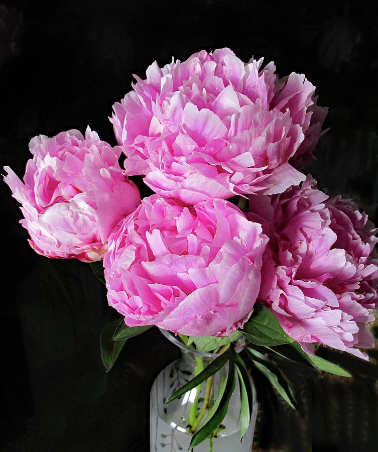 Peonies Photograph by Corinne Carroll