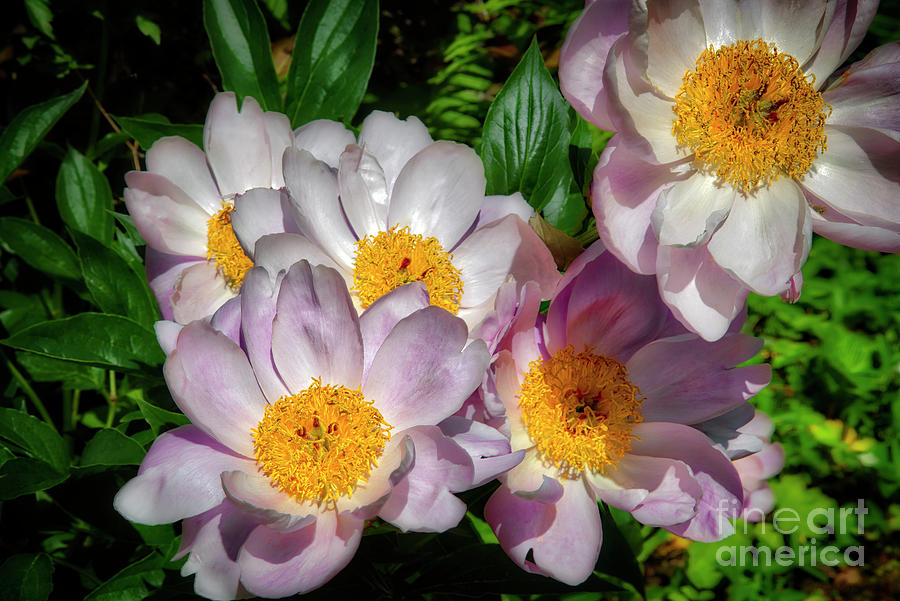 Peonies Photograph by Edmund Nagele FRPS