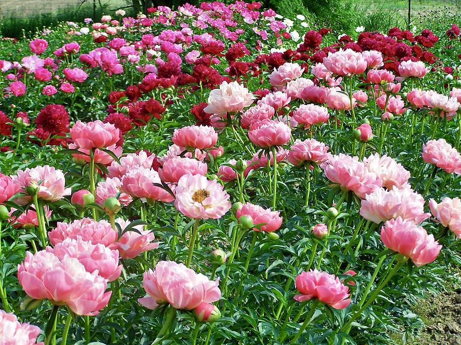Peonies in Full Sun Photograph by Stephanie Weber