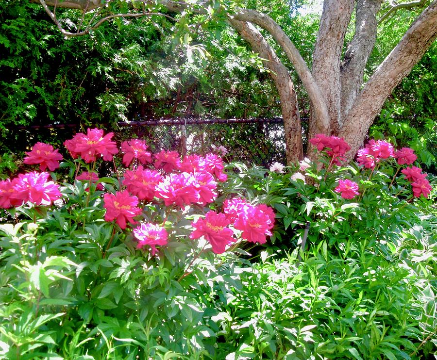 Peonies in our garden Photograph by Stephanie Moore