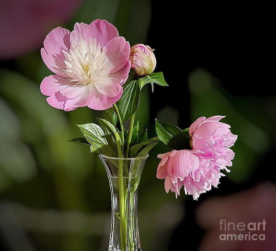Peonies In Pink Photograph by Jeannie Rhode