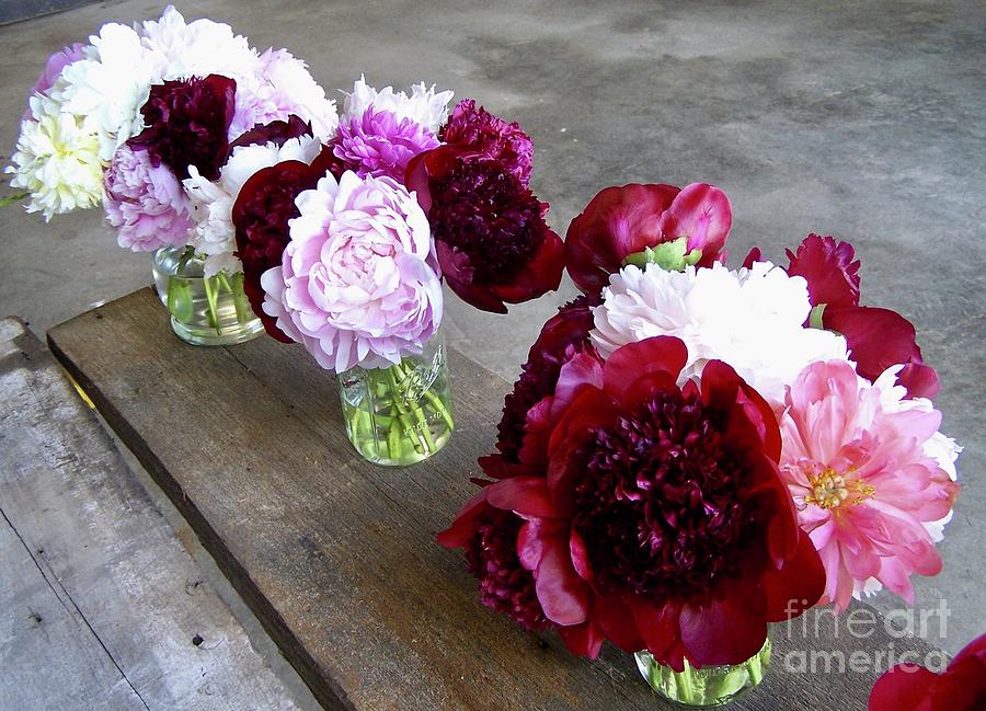 Peonies in the Barn Photograph by Stephanie Weber