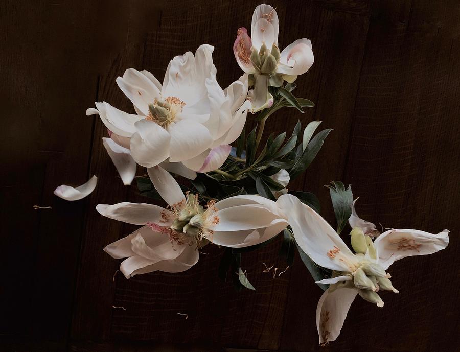 Peonies in Vase Photograph by Maureen J Haldeman