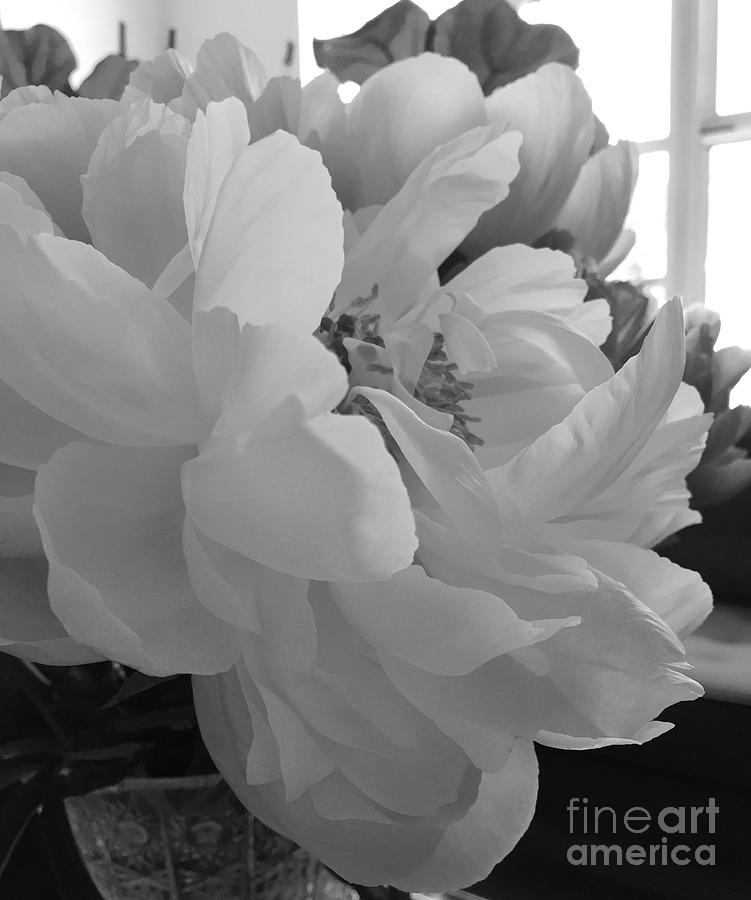 Peonies Series B and W 1-1 Photograph by J Doyne Miller