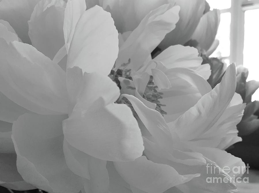 Peonies Series B and W 1-2 Photograph by J Doyne Miller
