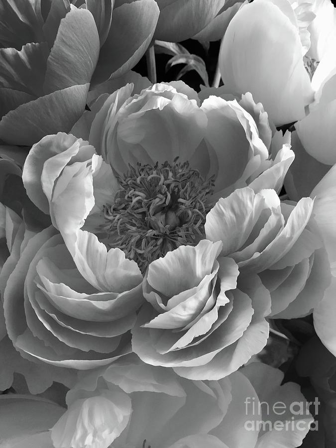 Peonies Series B and W 1-3 Photograph by J Doyne Miller