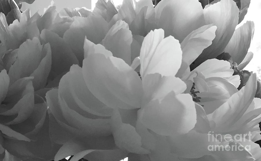 Peonies Series B and W 1-4 Photograph by J Doyne Miller
