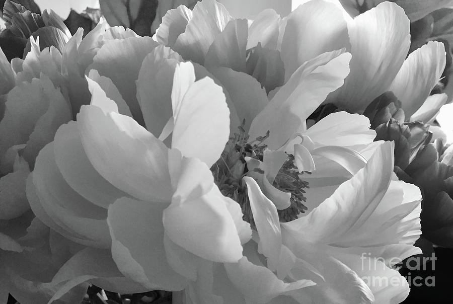 Peonies Series B and W 1-5 Photograph by J Doyne Miller