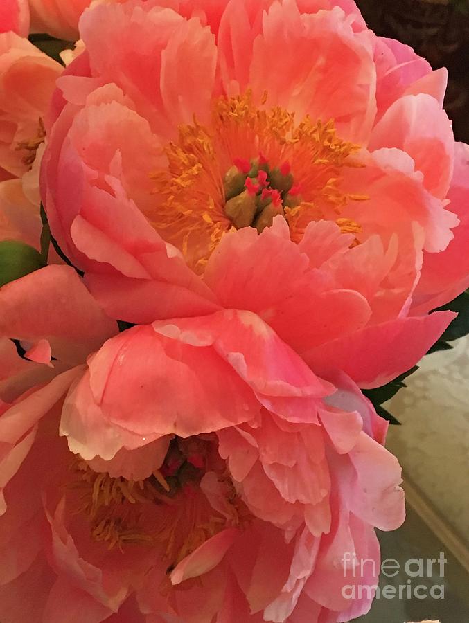 Peonies  Photograph by Theresa D Williams