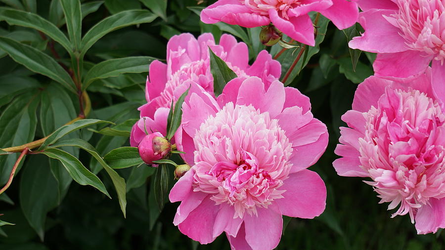 Peonies Photograph by Tracy Byers - Fine Art America