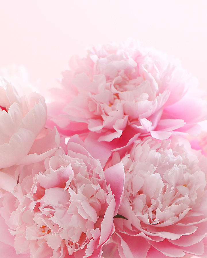 Peonies Photograph by Wang Cancan - Fine Art America