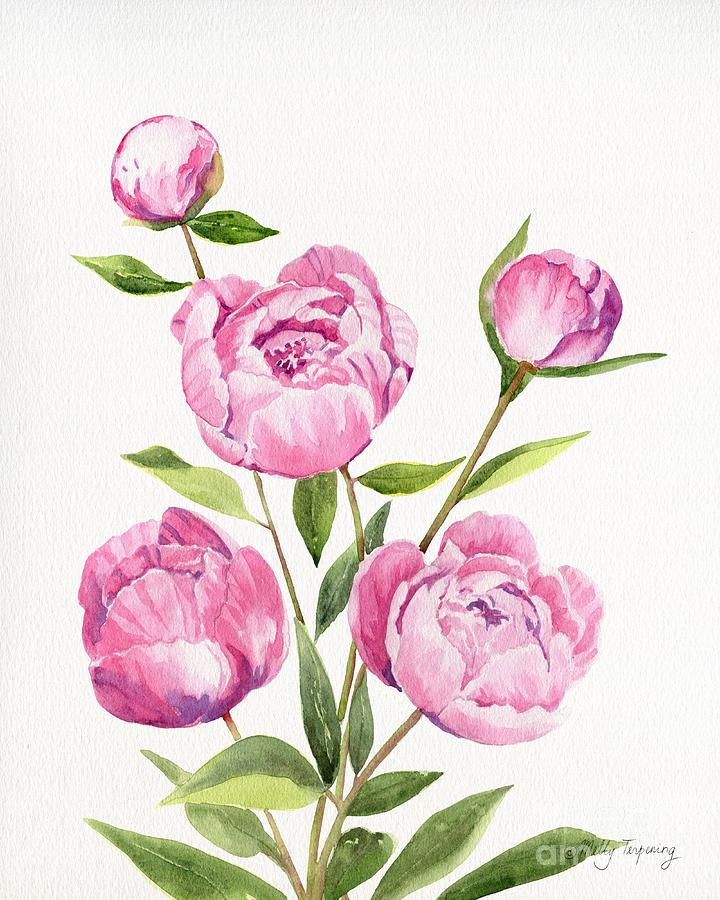 Peonies Watercolor Painting by Melly Terpening | Fine Art America