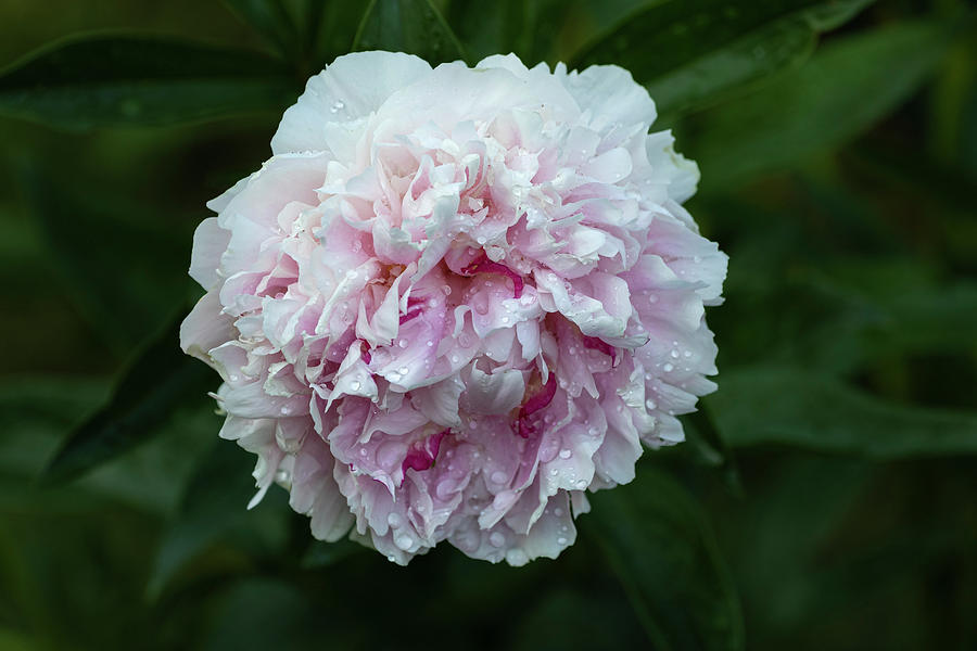 Peony 1-2021 Photograph by Thomas Young