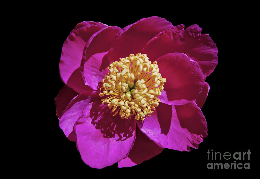 Flower Photograph - Peony, 1 by Glenn Franco Simmons