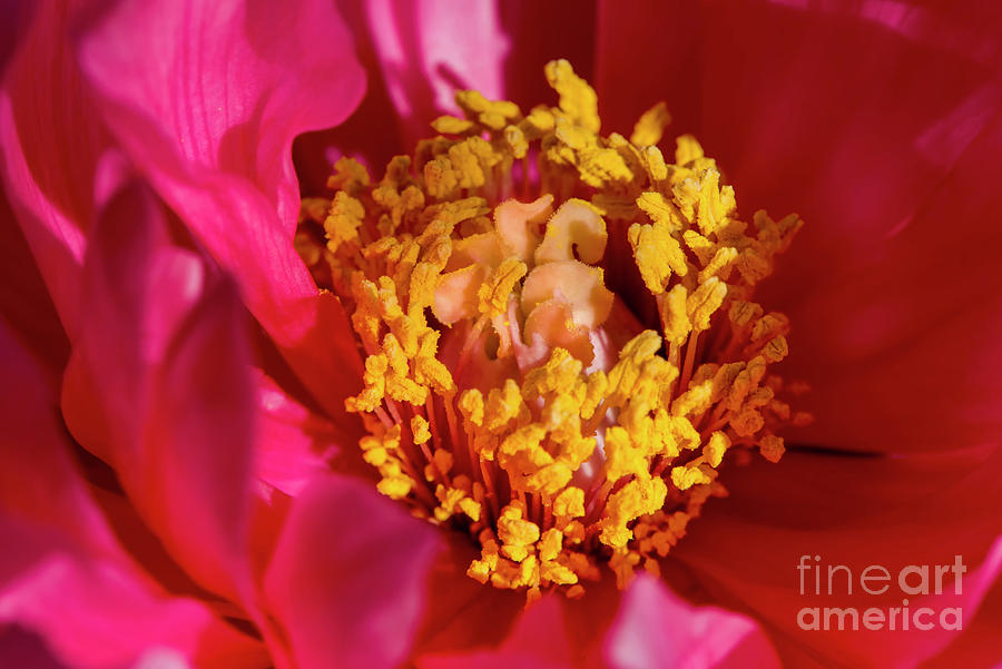 Flowers Still Life Photograph - Peony, 2 by Glenn Franco Simmons