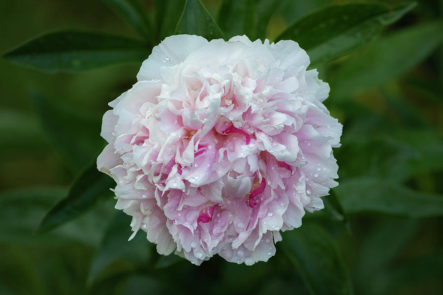 Peony 3-2021  Photograph by Thomas Young