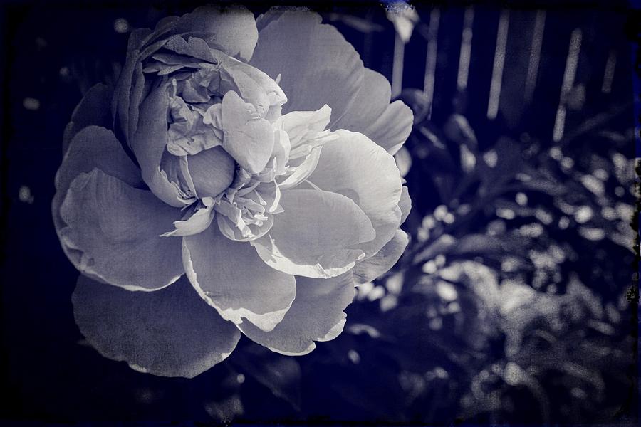 Peony - Antique Photograph by Michelle Calkins