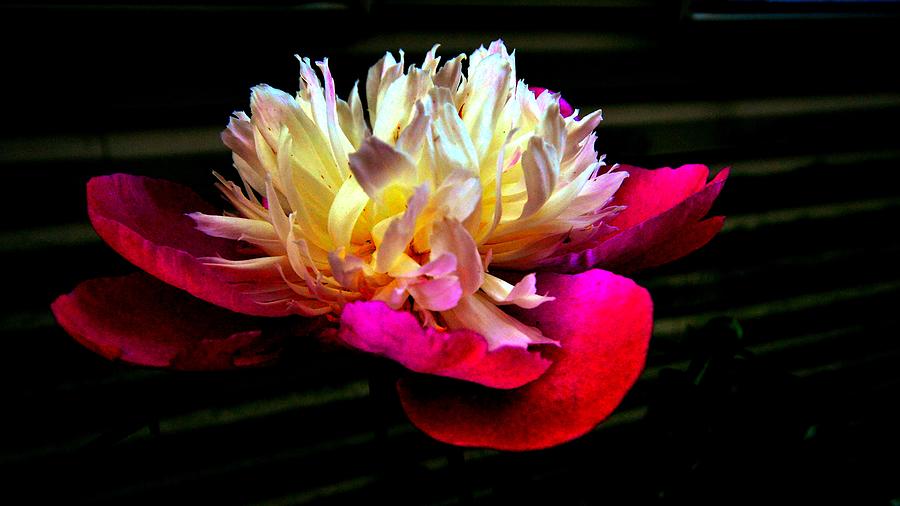 Peony at Night Photograph by Stacie Siemsen