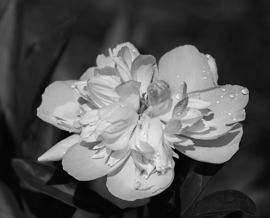 Peony Black and White 2021-2 Photograph by Thomas Young