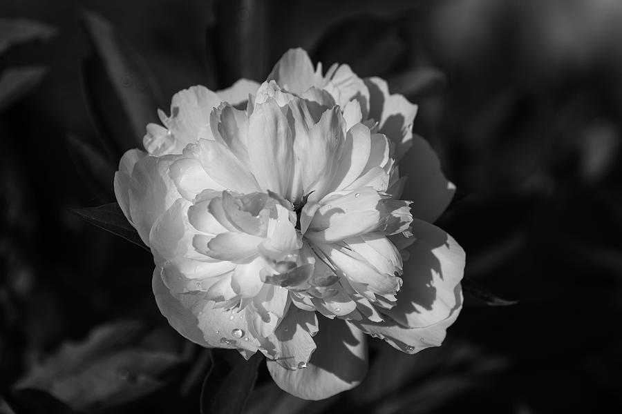 Peony Black and White 2021 Photograph by Thomas Young