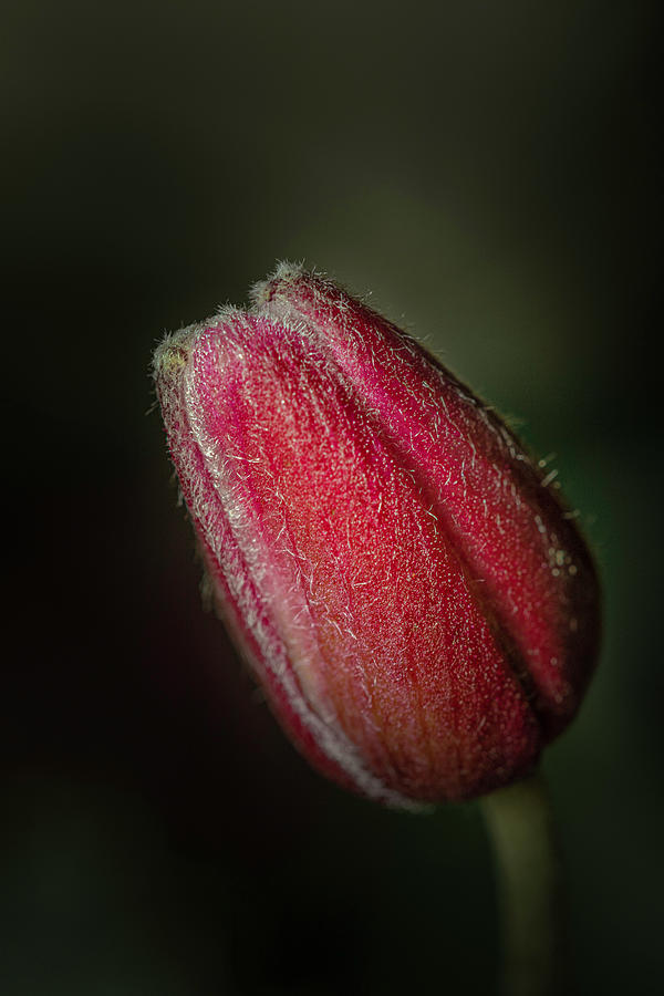 Nature Photograph - Japanese Anemone Bud  by AS MemoriesLiveOn