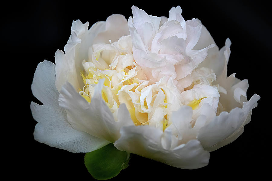 Peony Bloom Photograph by Julie Palencia