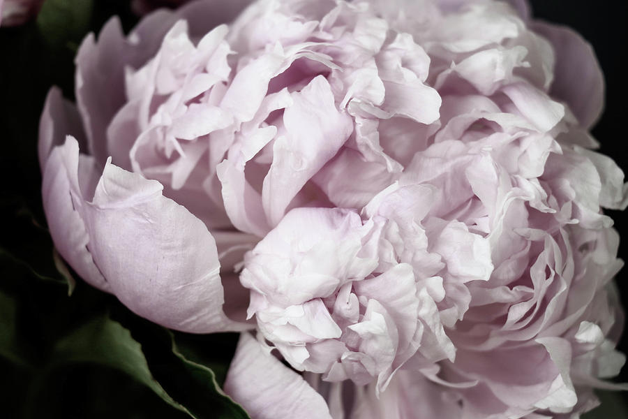 Peony Bloom Photograph by Mary Anne Delgado
