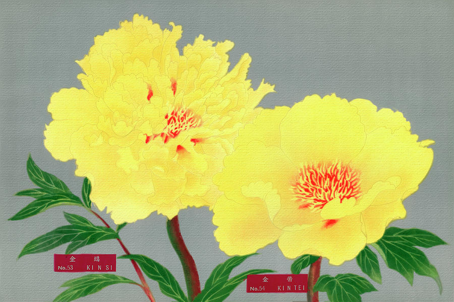 Peony blossom, yellow flower, vintage print from The Picture Boo Painting by Tony Rubino