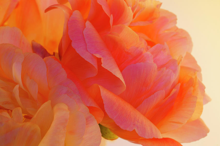 Peony Blossoms in Spring 12 Photograph by Lindsay Thomson