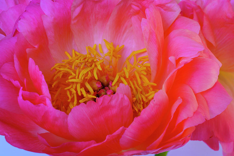 Peony Blossoms in Spring 2 Photograph by Lindsay Thomson