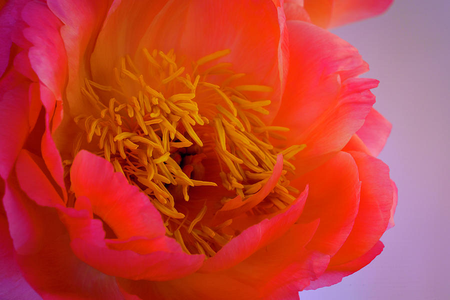 Peony Blossoms in Spring 3 Photograph by Lindsay Thomson