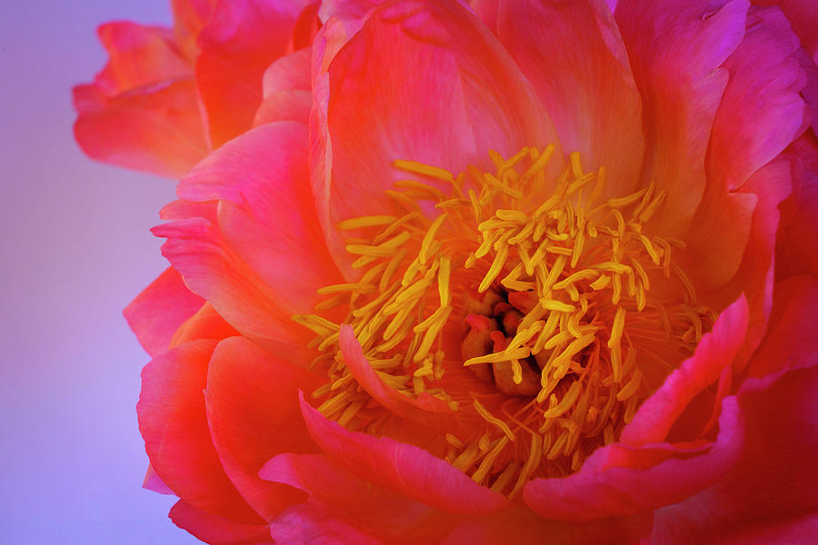 Peony Blossoms in Spring 4 Photograph by Lindsay Thomson