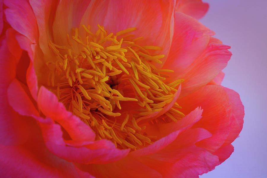 Peony Blossoms in Spring 5 Photograph by Lindsay Thomson