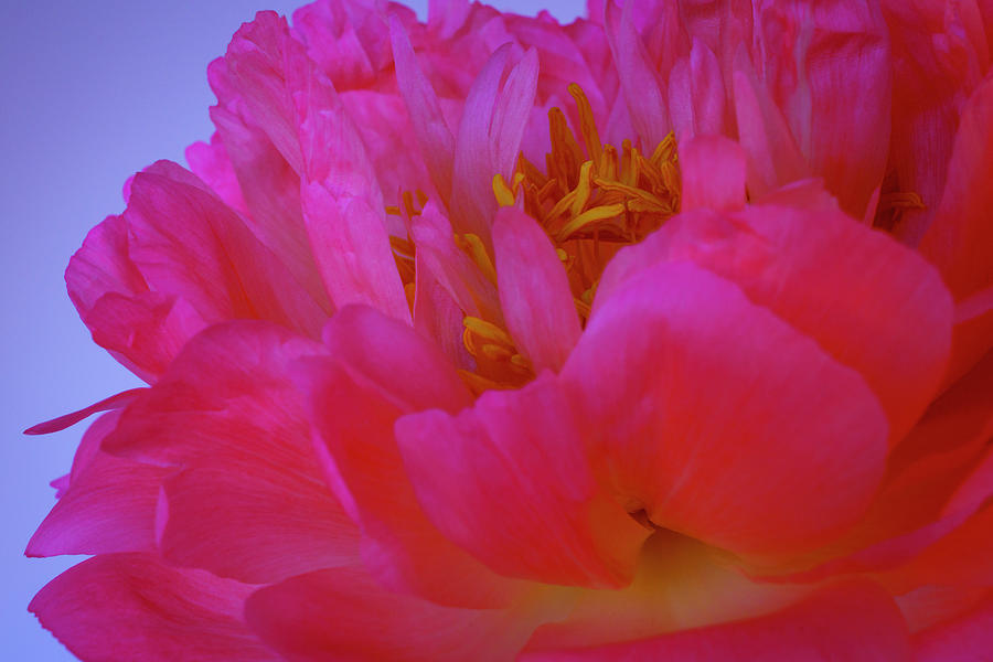 Peony Blossoms in Spring 6 Photograph by Lindsay Thomson