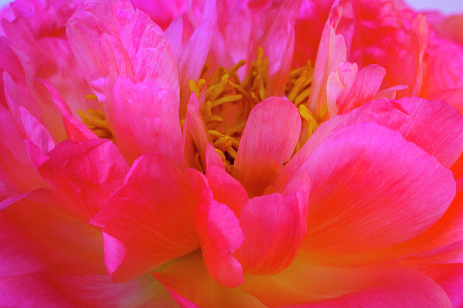 Peony Blossoms in Spring 7 Photograph by Lindsay Thomson