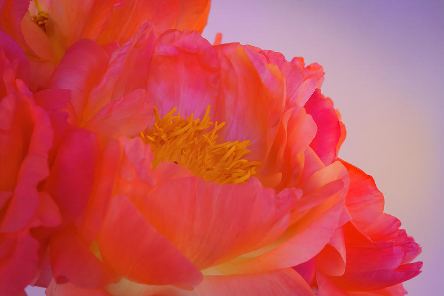 Peony Blossoms in Spring 8 Photograph by Lindsay Thomson