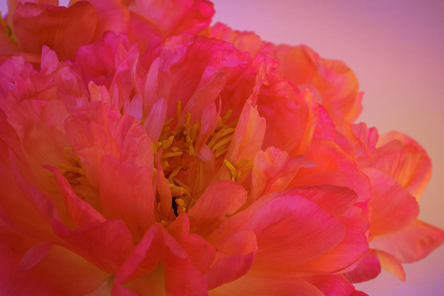 Peony Blossoms in Spring 9 Photograph by Lindsay Thomson