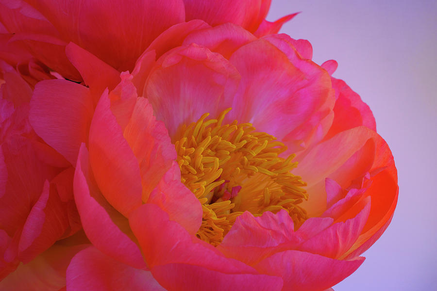 Peony Blossoms in Spring Photograph by Lindsay Thomson