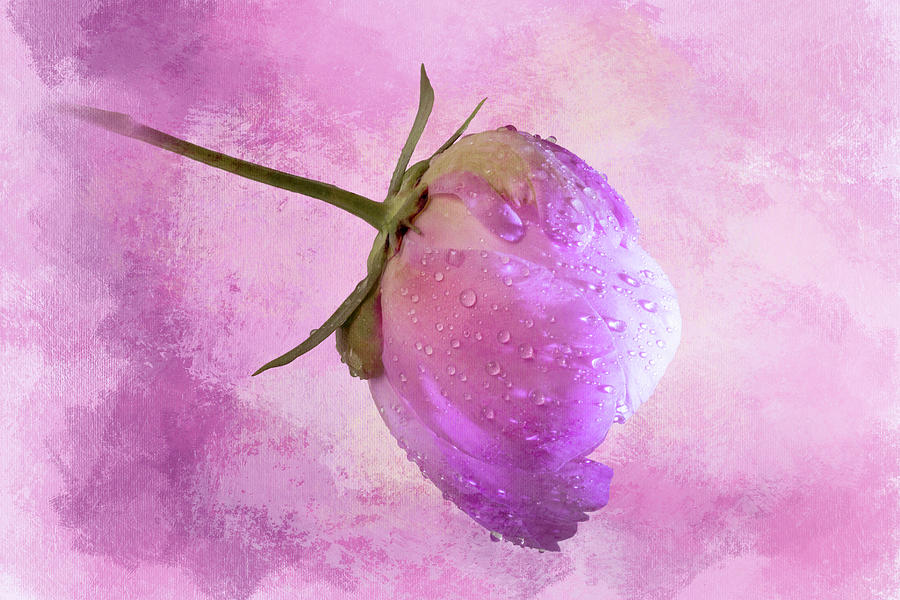 Peony Bud with Raindrops on Pink Texture Photograph by Patti Deters