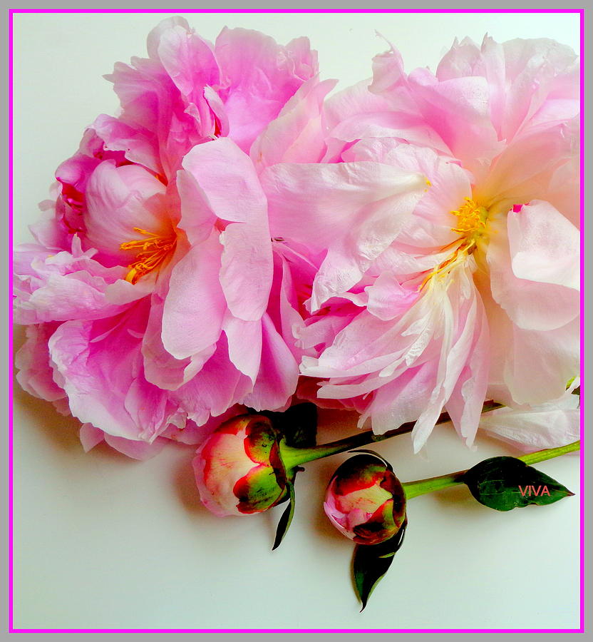Peony Buds and Blooms Photograph by VIVA Anderson