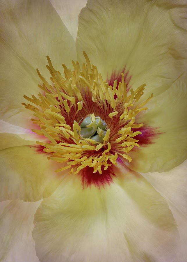Nature Photograph - Peony Center Burst 2 by Patti Deters