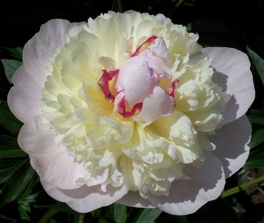 Peony Character Photograph by Stephanie Weber