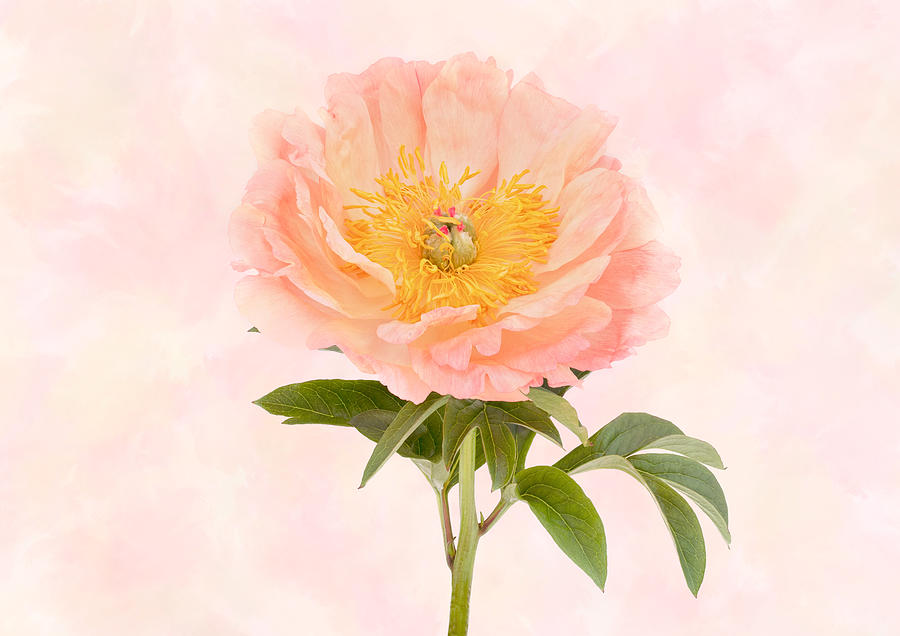 Peony Photograph by Denis O Reilly Peony Photograph by Denis O Reilly