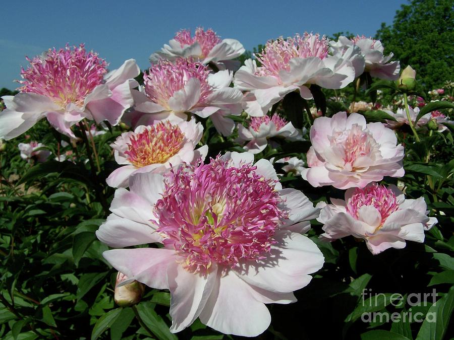 Landscape Photograph - Peony Do Tell in Bloom by Stephanie Weber