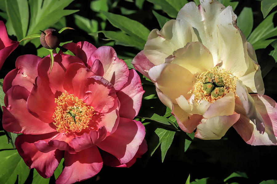 Peony Duo Photograph by Donna Kennedy