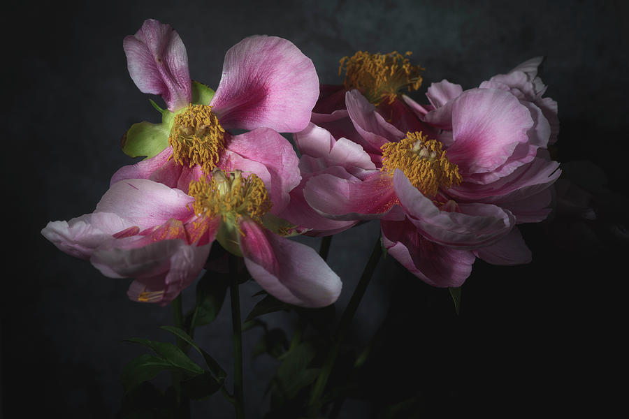 Peony Falling Petals Photograph by Melanie Lawson - Pixels