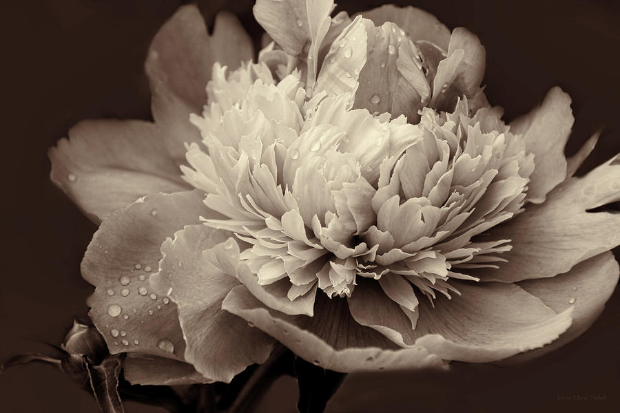 Peony Floral Sepia Browns Photograph by Jennie Marie Schell