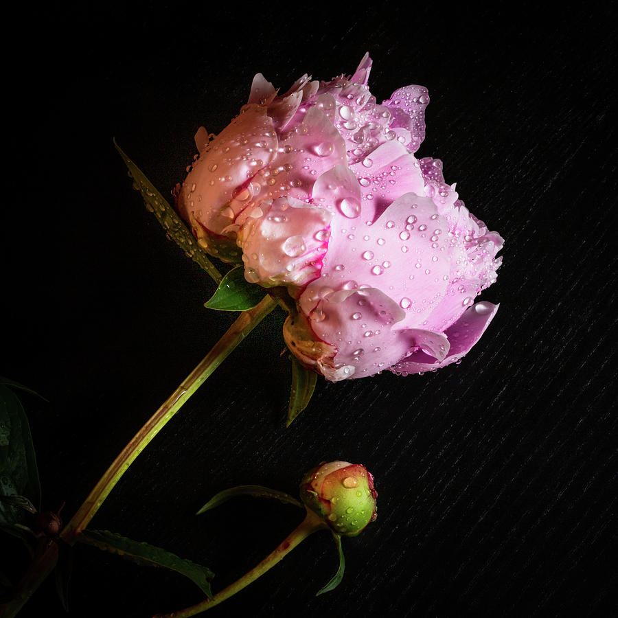 Peony Flower After Rain Photograph by Elvira Peretsman