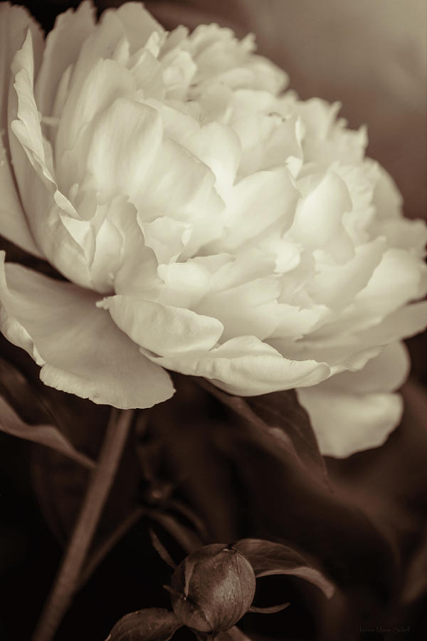 Peony Flower Portrait in Sepia Browns Photograph by Jennie Marie Schell